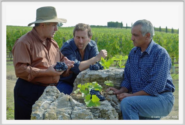tenuta_di_arceno1225