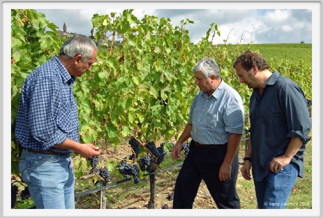 tenuta_di_arceno1204