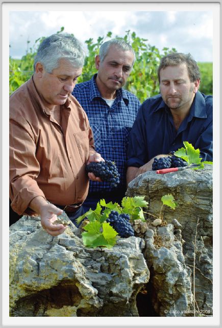 tenuta_di_arceno1238