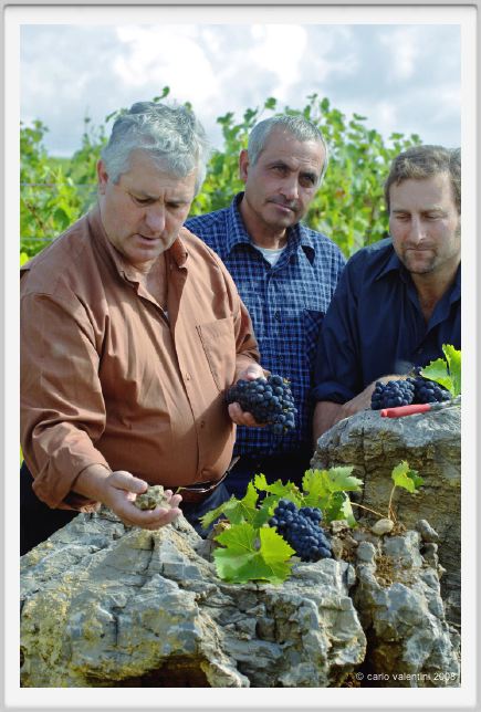 tenuta_di_arceno1240