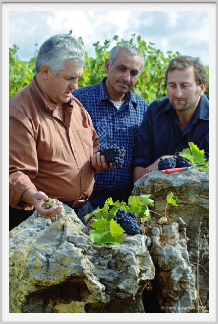 tenuta_di_arceno1241