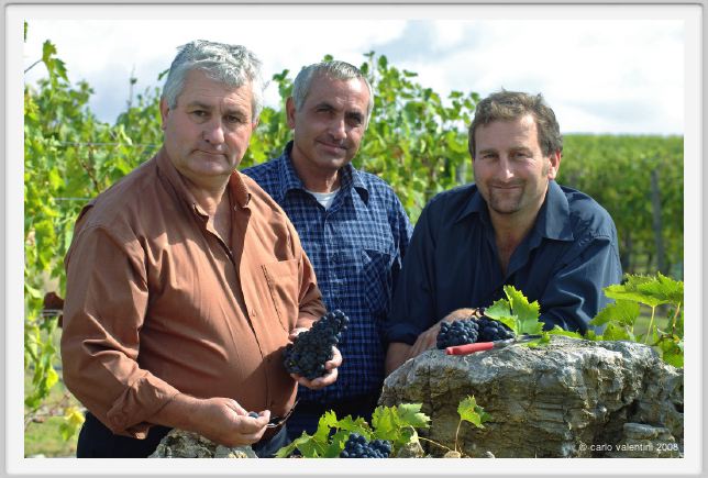 tenuta_di_arceno1242