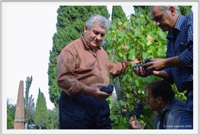 tenuta_di_arceno1249