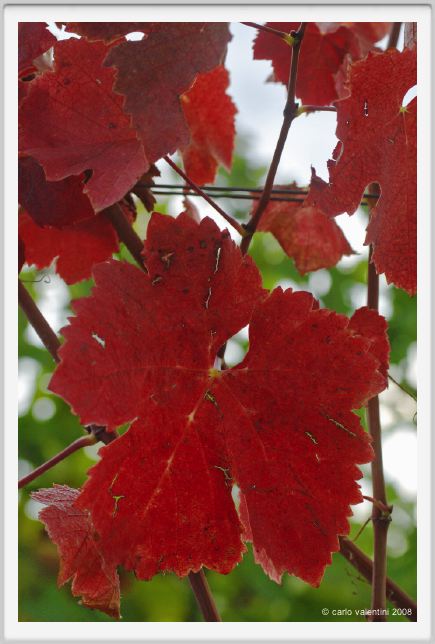 tenuta_di_arceno1310