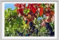 tenuta_di_arceno1311