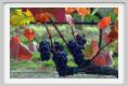 tenuta_di_arceno1312