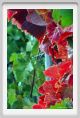 tenuta_di_arceno1317