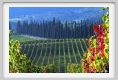 tenuta_di_arceno1321