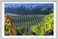 tenuta_di_arceno1323
