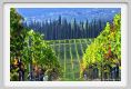 tenuta_di_arceno1324