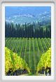 tenuta_di_arceno1325