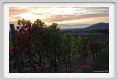 tenuta_di_arceno1327