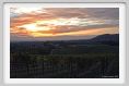 tenuta_di_arceno1329