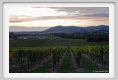 tenuta_di_arceno1330