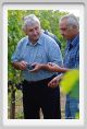 tenuta_di_arceno1216
