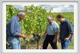 tenuta_di_arceno1204