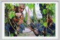 tenuta_di_arceno1252