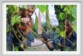 tenuta_di_arceno1253