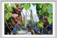 tenuta_di_arceno1254