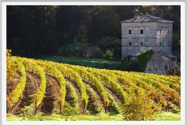 tenuta_di_arceno1335