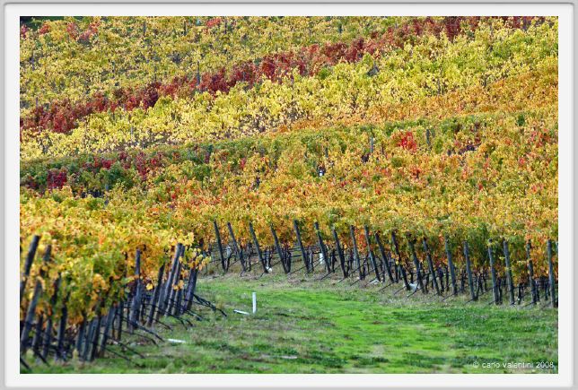 tenuta_di_arceno1532