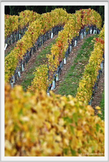 tenuta_di_arceno1534
