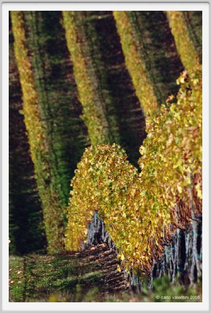 tenuta_di_arceno1548