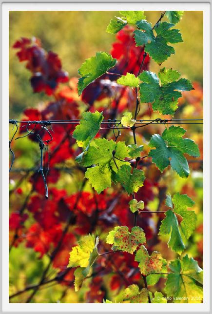 tenuta_di_arceno1551