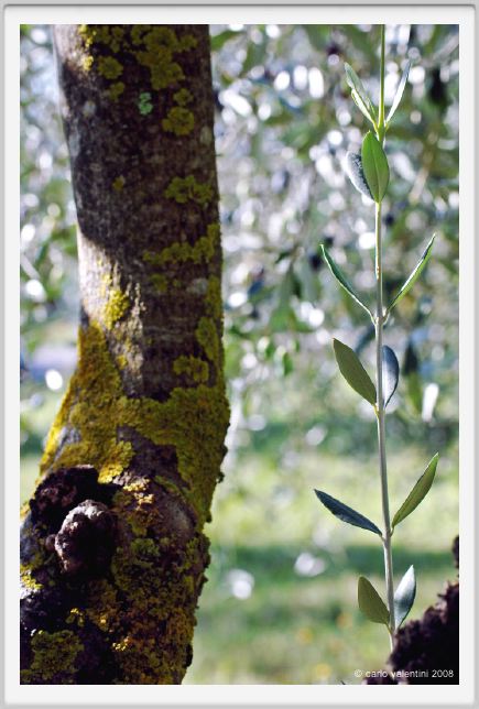 tenuta_di_arceno1351
