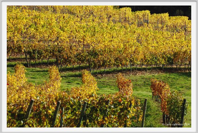 tenuta_di_arceno1552