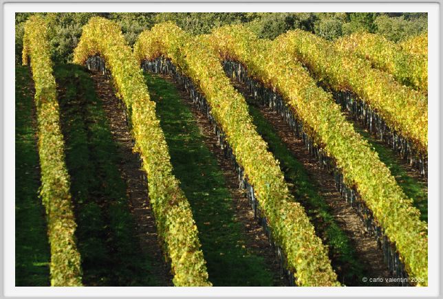 tenuta_di_arceno1556