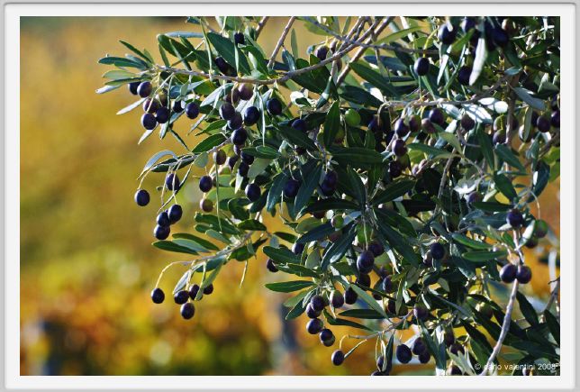 tenuta_di_arceno1557