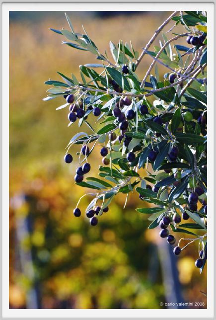 tenuta_di_arceno1558