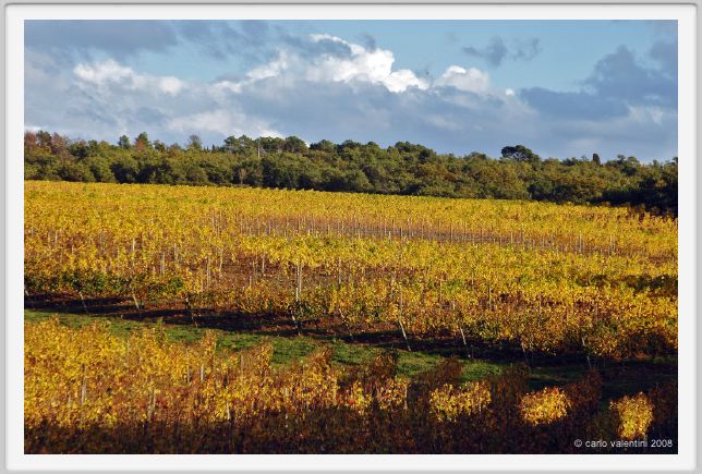 tenuta_di_arceno1572