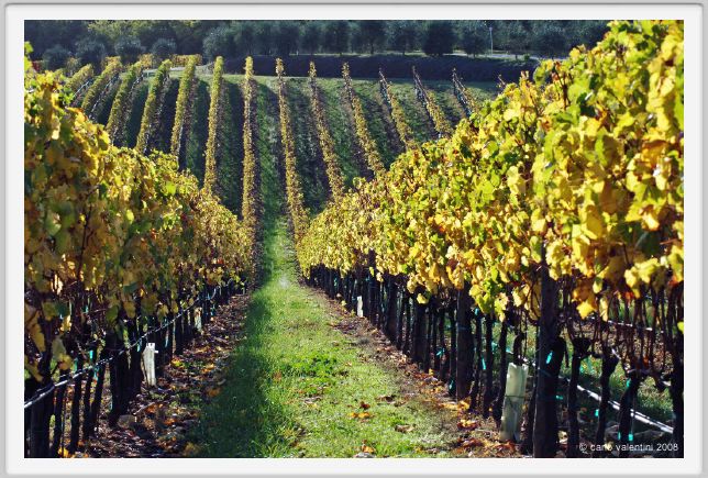 tenuta_di_arceno1574