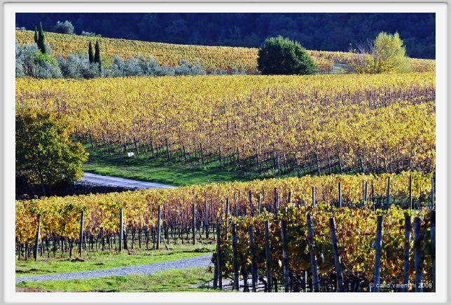 tenuta_di_arceno1578