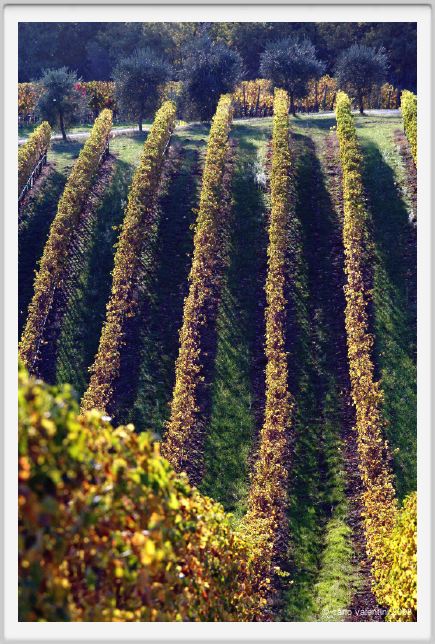 tenuta_di_arceno1580