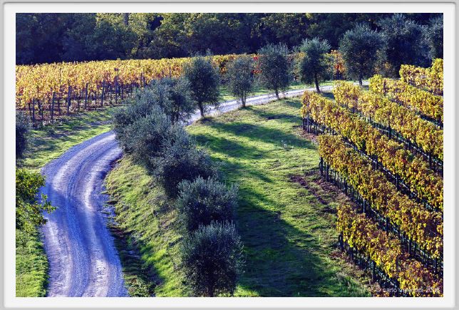 tenuta_di_arceno1584