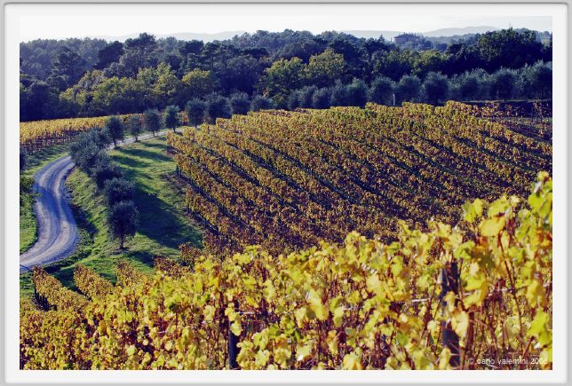 tenuta_di_arceno1585