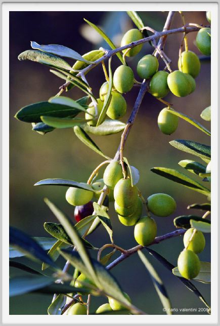 tenuta_di_arceno1606