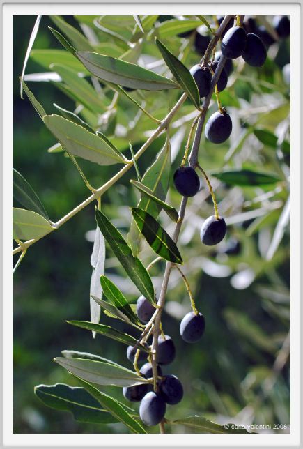 tenuta_di_arceno1355