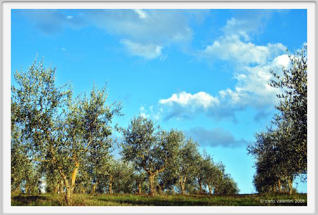 tenuta_di_arceno1622