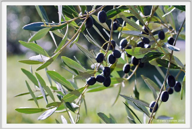 tenuta_di_arceno1359