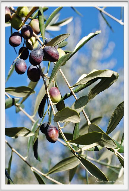 tenuta_di_arceno1366