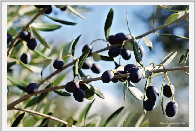tenuta_di_arceno1372