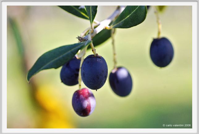 tenuta_di_arceno1378