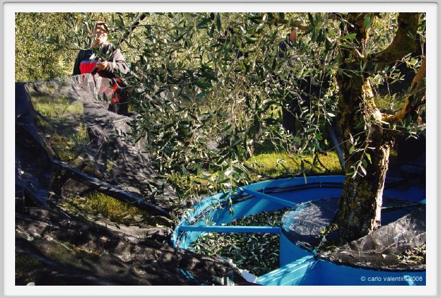 tenuta_di_arceno1405