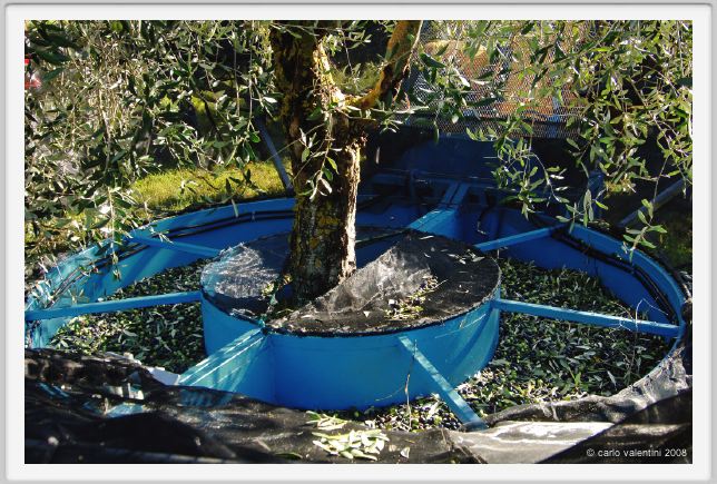 tenuta_di_arceno1406