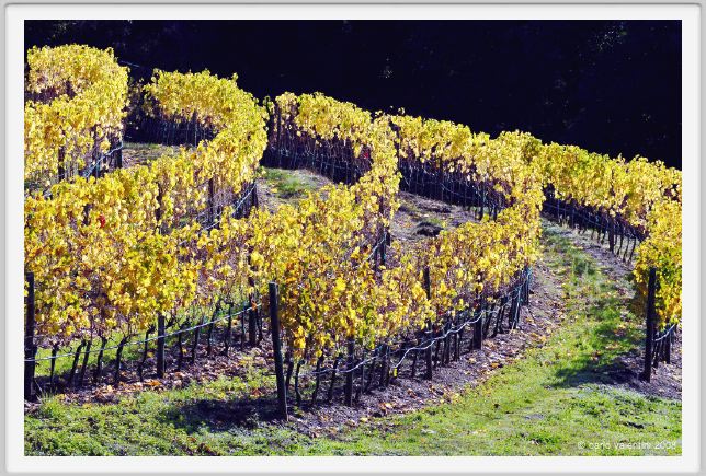 tenuta_di_arceno1410
