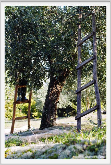 tenuta_di_arceno1422